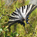 scarce swallowtail; mariposa cebrada