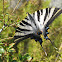 scarce swallowtail; mariposa cebrada