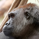 Western Lowland Gorilla