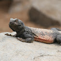 Chuckwalla
