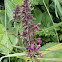 Hedge stachys