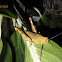 grasshoper