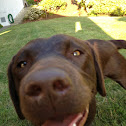 Chocolate labrador