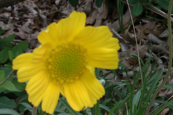 Spotting Image 1