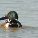 Northern Shoveler Duck (male)