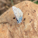 Chalkhill Blue
