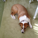 Domestic dog
