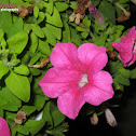 Petunia
