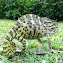 Chameleon