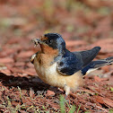 barn swallow