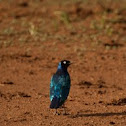 Superb Starling staring