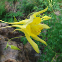 Golden Columbine