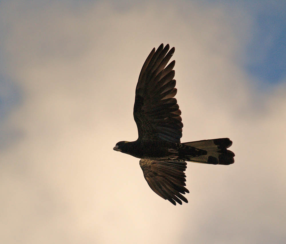Yellow-tailed Black Cockatoo