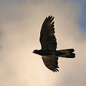 Yellow-tailed Black Cockatoo