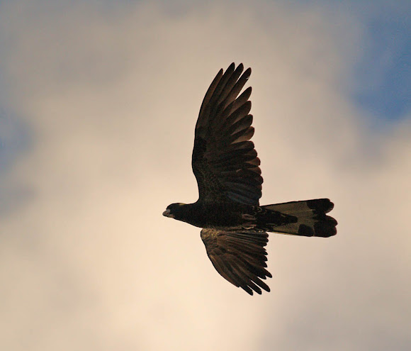 Spotting Image 1
