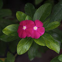 Periwinkle