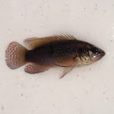 African Jewel Cichlid