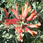 Velvet Honeysuckle