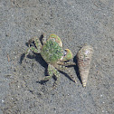 Green Shore Crab
