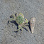 Green Shore Crab