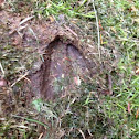 Mule Deer / Black-tailed Deer