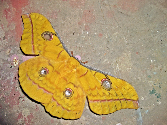 Spotting Image 1