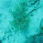 Lacey Scorpionfish