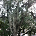 Spanish moss