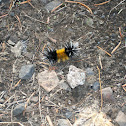 Spotted Tussock Moth, Yellow Woolly Bear