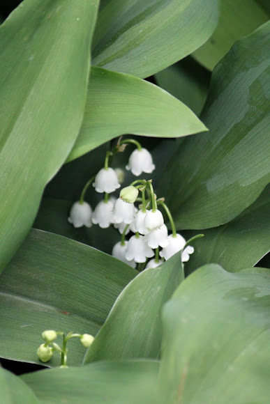 Spotting Image 1