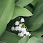 Lily of the Valley