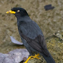 Javan Myna