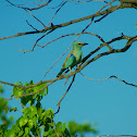 European Roller