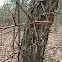 Honey Locust