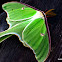 Luna Moth