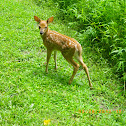 White-tailed deer