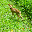 White-tailed deer