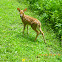 White-tailed deer