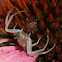 Crab Spider