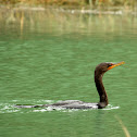 Double-crested Cormorant
