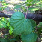 Green leaf