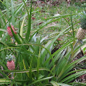 Pineaple Plant