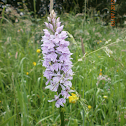 Common spotted orchid
