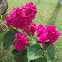 Bougainvillae