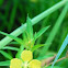 Narrow Leaf Water Primrose