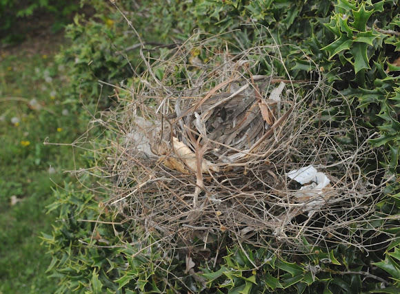 Spotting Image 1