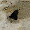 Unknown spotting