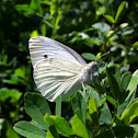 Cavolaia minore