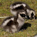 Cape Barren Goose