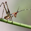 "False" Katydid